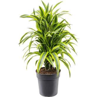 Dracaena fragrans ´Lemon Lime´ Branched-multi (24x90cm)