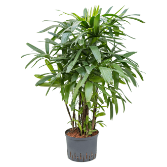 Rhapis excelsa Tuft (Bims) (25x100cm)