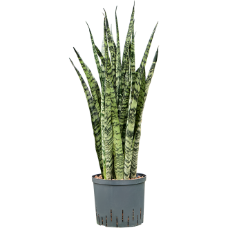 Sansevieria zeylanica Tuft (22x80cm)