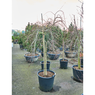 Acer pal. ´Ryusen´ (180-220) Stem (55x200cm)